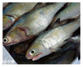 Fangliao - Premium Fishery Product, Marble Goby